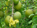 Fruit Bel for Shivratri - indiansupermarkt